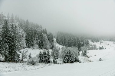 Kışın Oberhof ve Kanzlersgrund yakınlarındaki Thüringen Ormanı 'nda yürüyüş - Thüringen - Almanya