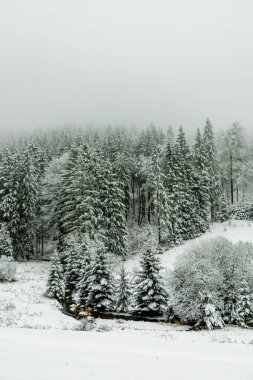 Kışın Oberhof ve Kanzlersgrund yakınlarındaki Thüringen Ormanı 'nda yürüyüş - Thüringen - Almanya