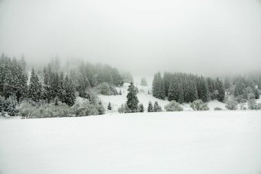 Kışın Oberhof ve Kanzlersgrund yakınlarındaki Thüringen Ormanı 'nda yürüyüş - Thüringen - Almanya