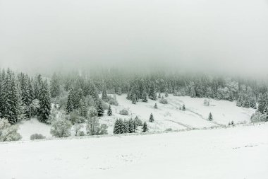 Winter hike through the Thuringian Forest near Oberhof and Kanzlersgrund in wintry weather - Thuringia - Germany clipart