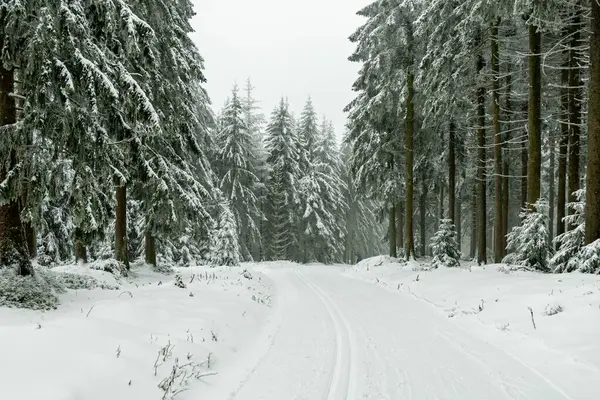 Kışın Oberhof ve Kanzlersgrund yakınlarındaki Thüringen Ormanı 'nda yürüyüş - Thüringen - Almanya