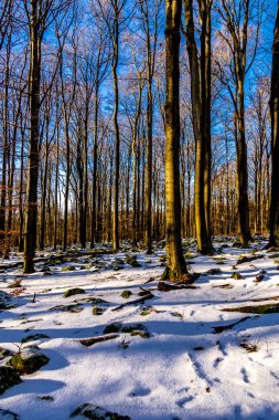 Güneşli bir günde, güzel Rhn-Hesse 'de Wasserkuppe civarında kısa bir kış yürüyüşü.