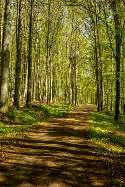 Hmpfershausen yakınlarındaki Thuringian Rhn 'da bahar yürüyüşü - Almanya 