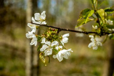 Hmpfershausen yakınlarındaki Thuringian Rhn 'da bahar yürüyüşü - Almanya 