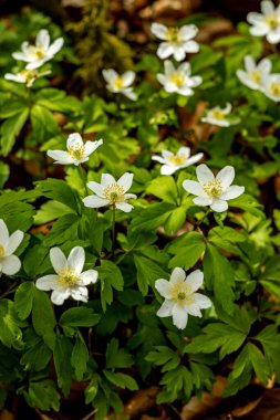 Hmpfershausen yakınlarındaki Thuringian Rhn 'da bahar yürüyüşü - Almanya 