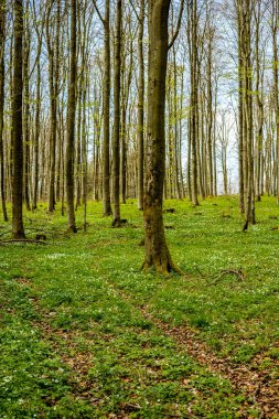 Hmpfershausen yakınlarındaki Thuringian Rhn 'da bahar yürüyüşü - Almanya 