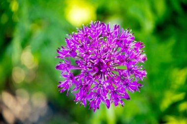 Thüringen Ormanı 'nın güneybatı yamacındaki Schmalkalden kasabasında yaz yürüyüşü