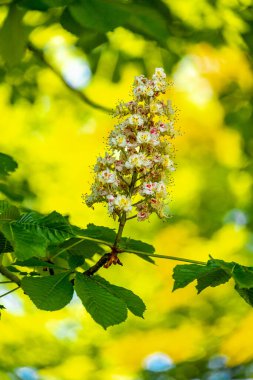 Thüringen Ormanı 'nın güneybatı yamacındaki Schmalkalden kasabasında yaz yürüyüşü