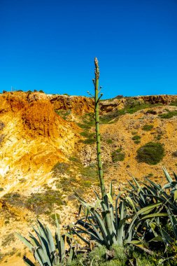 Sagres-Portekiz liman kasabasının kapılarındaki güzel Algarve 'de yaz yürüyüşü.