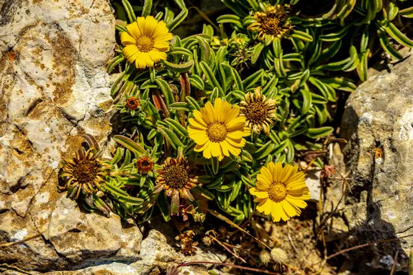 Sagres yakınlarındaki Cabo de So Vicente 'deki Avrupa anakarasının güney-batı ucuna seyahat ediyoruz.