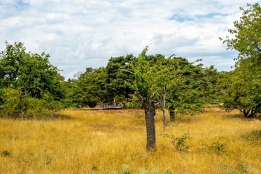 Frankfurt 'un ana metropolünün hemen dışındaki güzel Schwanheim Kumulları' na doğru yürü.