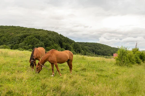 stock image Majestic Horses in Ukrainian Mountains