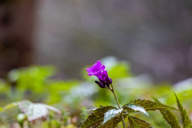 Dağ Çiçeği Lezzeti: Karpatların Çiçek Mücevheri