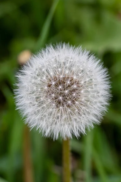 stock image Enchanting Dandelion: Exploring Nature's Details