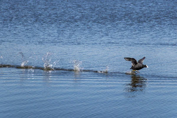 Водная Стихия Украинском Озере Свирепствует Птичий Грипп — стоковое фото