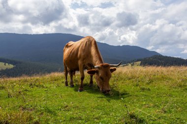 Karpatyalı Milka Karpatyalı Polonyna 'nın ortasında
