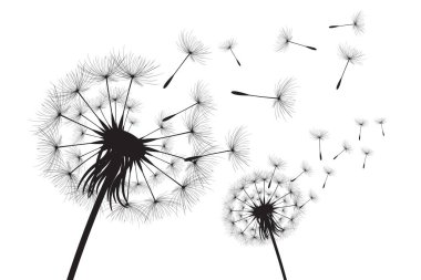 Vektör illüstrasyon karahindiba zamanı. Rüzgarda uçuşan kara hindiba tohumları. Rüzgar beyaz arka planda izole edilmiş bir karahindibayı şişiriyor.