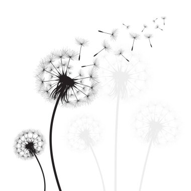 Vektör illüstrasyon karahindiba zamanı. Rüzgarda uçuşan kara hindiba tohumları. Rüzgar beyaz arka planda izole edilmiş bir karahindibayı şişiriyor..