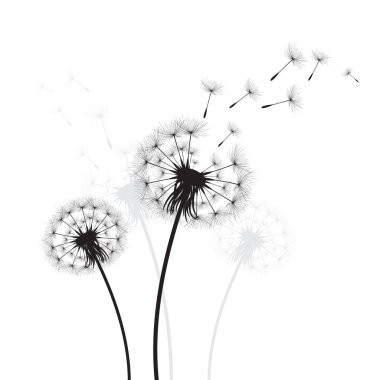 Vektör illüstrasyon karahindiba zamanı. Rüzgarda uçuşan kara hindiba tohumları. Rüzgar beyaz arka planda izole edilmiş bir karahindibayı şişiriyor..