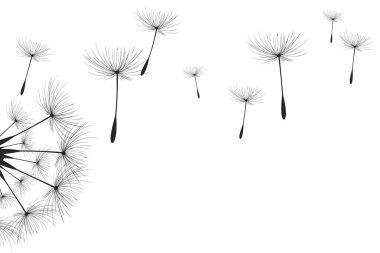 Vektör illüstrasyon karahindiba zamanı. Rüzgarda uçuşan kara hindiba tohumları. Rüzgar beyaz arka planda izole edilmiş bir karahindibayı şişiriyor.