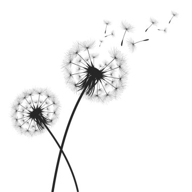 Vektör illüstrasyon karahindiba zamanı. Rüzgarda uçuşan kara hindiba tohumları. Rüzgar beyaz arka planda izole edilmiş bir karahindibayı şişiriyor..