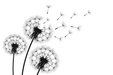 Vektör illüstrasyon karahindiba zamanı. Rüzgarda uçuşan kara hindiba tohumları. Rüzgar beyaz arka planda izole edilmiş bir karahindibayı şişiriyor..