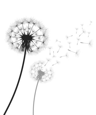 Vektör illüstrasyon karahindiba zamanı. Rüzgarda uçuşan kara hindiba tohumları. Rüzgar beyaz arka planda izole edilmiş bir karahindibayı şişiriyor..