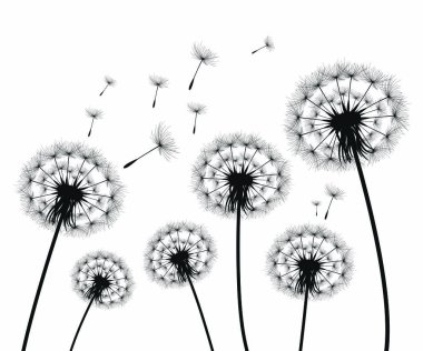 Vektör illüstrasyon karahindiba zamanı. Rüzgarda uçuşan kara hindiba tohumları. Rüzgar beyaz arka planda izole edilmiş bir karahindibayı şişiriyor..