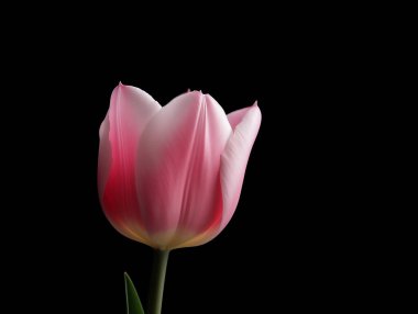 Pembe laleler bahar çiçeği arka planında Mutlu Kadın, Anneler Günü, Sevgililer Günü, doğum günü, fotokopi alanı için aşkın sembolleri,