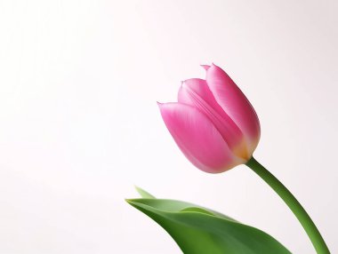 Pembe laleler bahar çiçeği arka planında Mutlu Kadın, Anneler Günü, Sevgililer Günü, doğum günü, fotokopi alanı için aşkın sembolleri,