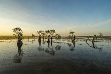 Günbatımında Endonezya Sumba Adası 'ndaki dans eden mangrov ağacı.