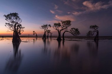 Günbatımında Endonezya Sumba Adası 'ndaki dans eden mangrov ağacı.