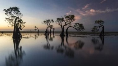 Günbatımında Endonezya 'nın Sumba Adası' ndaki dans eden mangrov ağacının hızlandırılmış görüntüleri