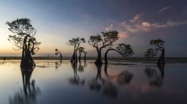 Günbatımında Endonezya 'nın Sumba Adası' ndaki dans eden mangrov ağacının hızlandırılmış görüntüleri