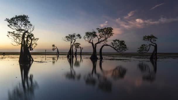 Time Lapse Footage Dancing Mangrove Tree Sumba Island Indonesia Sunset — Vídeo de Stock
