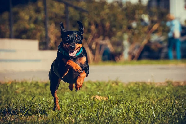Cute miniature pinscher dog running and jumping in the grass. Healthy and active pet