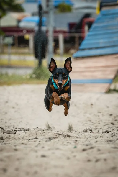 Cute Miniaturowy Pies Pinscher Jest Uruchomiony Skoków Piasku Placu Treningowym — Zdjęcie stockowe