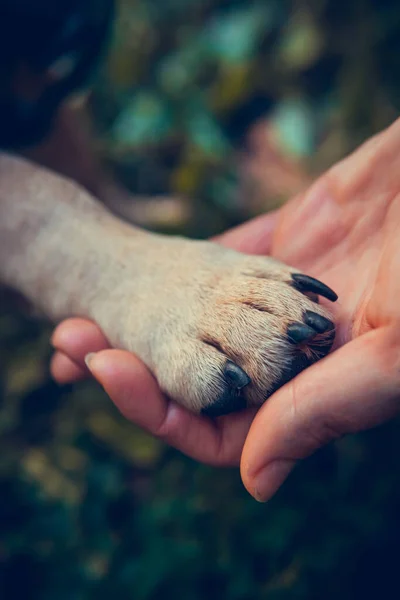 女性の手を保持犬の足を閉じます フランスのブルドッグ子犬と所有者 友情の概念 — ストック写真