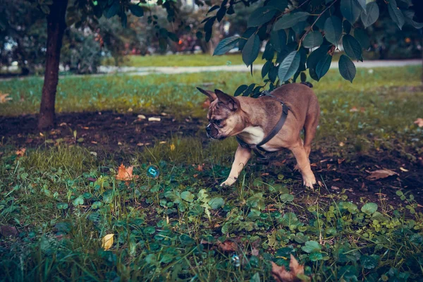 Retrato Cachorro Bulldog Francês Bonito Livre Animal Estimação Saudável Ativo — Fotografia de Stock