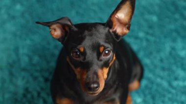 Minyatür şirin köpek portresi halının üzerinde oturuyor, içeride. Köpek kameraya yakından bakıyor. Seçici odak 