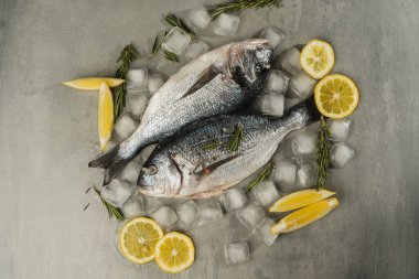 Limonlu taze dorado balığı, biberiye ve baharatlar gri masada buzlu, yakın çekim. Çiğ deniz ürünleri ve malzemeler. Sağlıklı gıda konsepti