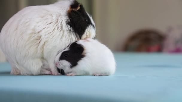 ギニアのブタが若者を看護する 生まれたばかりで 可愛くて可愛いキューブと一緒に ギニア豚かモルモット 国内ペット — ストック動画