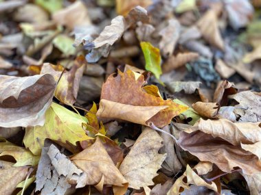 Parkta kurak sonbahar yaprakları