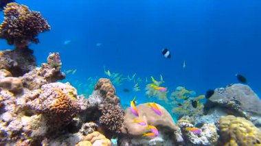 Maldivler 'deki renkli mercan resiflerinin üzerinde yüzen sarı çizgili bir balık sürüsünü gösteren canlı sualtı sahnesi.