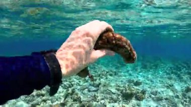 Bir el, arka planda Maldivler mercan resiflerinin canlı renklerini gösteren büyük bir deniz hıyarı tutuyor..