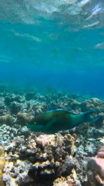 Sualtı sahnesi bir Harlequin tatlı dudakları - Plectorhinchus chaetodonoides, Maldivler 'deki diğer balıklarla birlikte mercan oluşumlarının üzerinde yüzüyor..