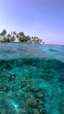 Maldivler 'de bir kişi su altında yüzüyor, berrak, turkuaz bir denizin altında mercan resiflerini keşfediyor, su hattının üzerinde palmiye ağaçları görünüyor..