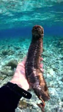 Bir el, Maldivler 'de mercan resifi ve berrak mavi suyla çevrili büyük bir deniz hıyarı tutuyor..