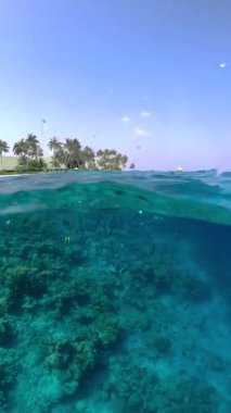 Maldivler 'deki su altı sahnesinde görülebilir mercanlar ve çeşitli balık türleri, palmiye ağaçlarının ve açık mavi gökyüzünün önünde..