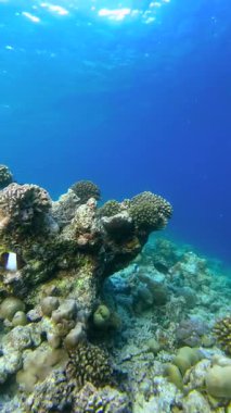 Maldivler 'deki sualtı sahnesinde çeşitli renkli balıkların yüzdüğü mercan oluşumları sergileniyor..